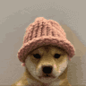dogwifhat sol